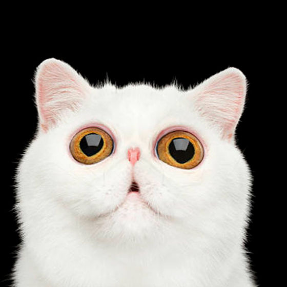 Profile image for Danielle Pebbles